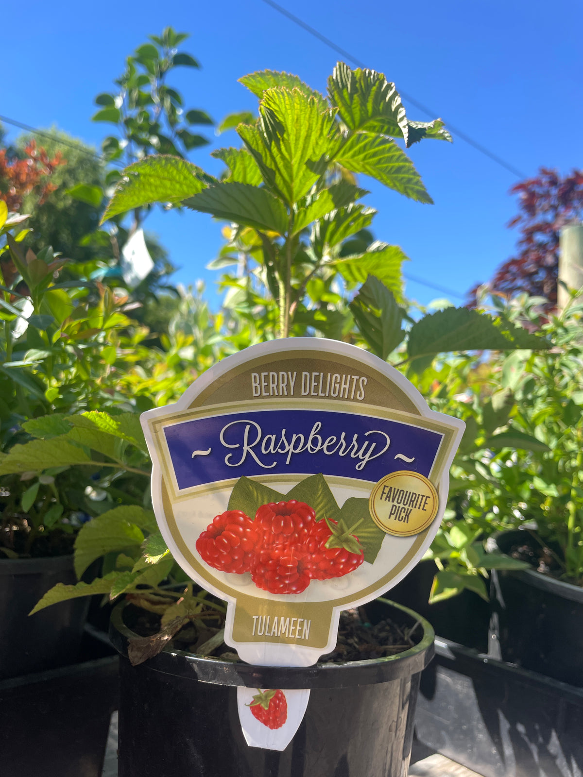 Rubus idaeus 'Tulameen' - Raspberry
