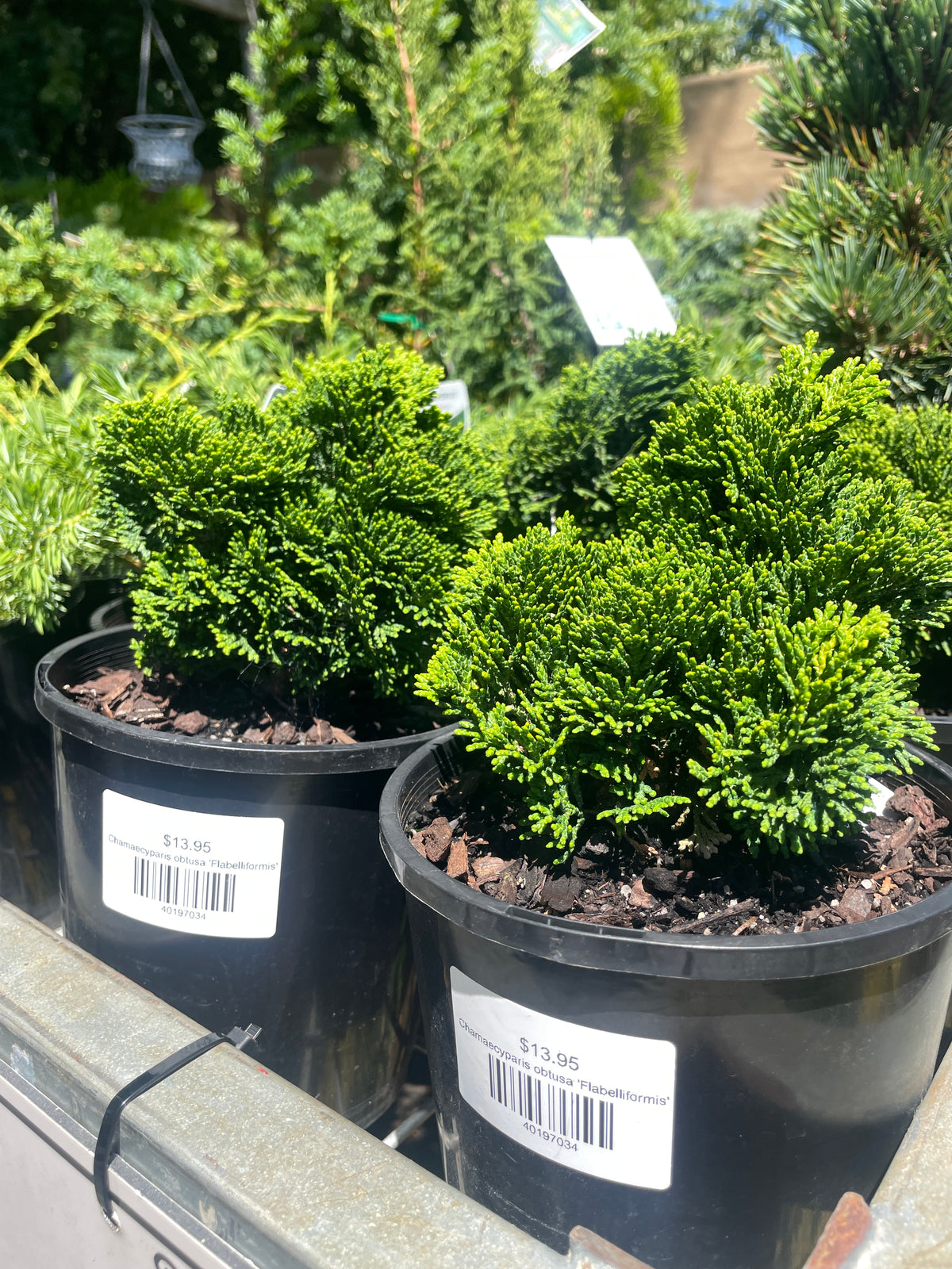 Chamaecyparis obtusa 'Flabelliformis'