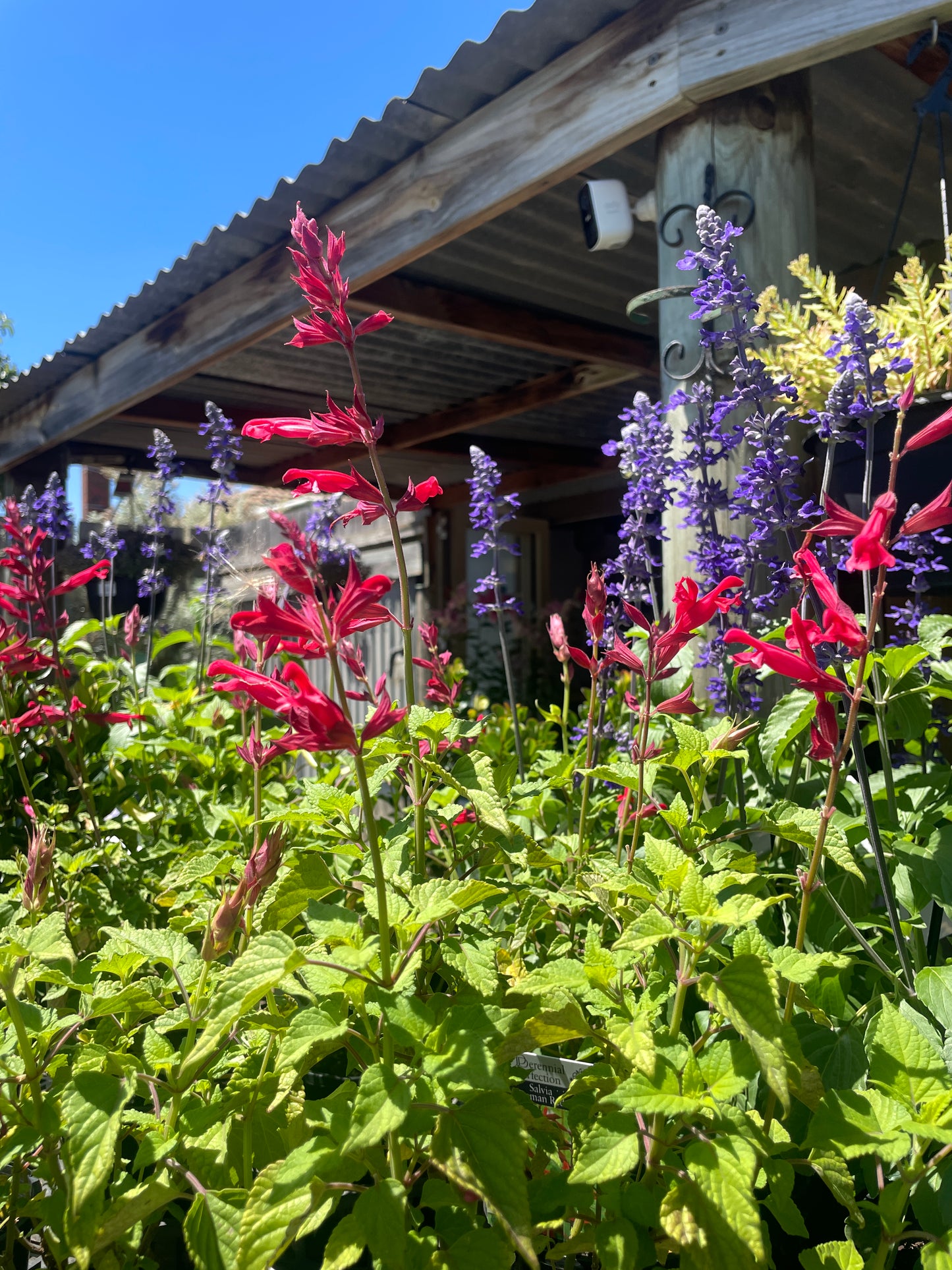 Salvia splendens x darcyi 'Roman Red'