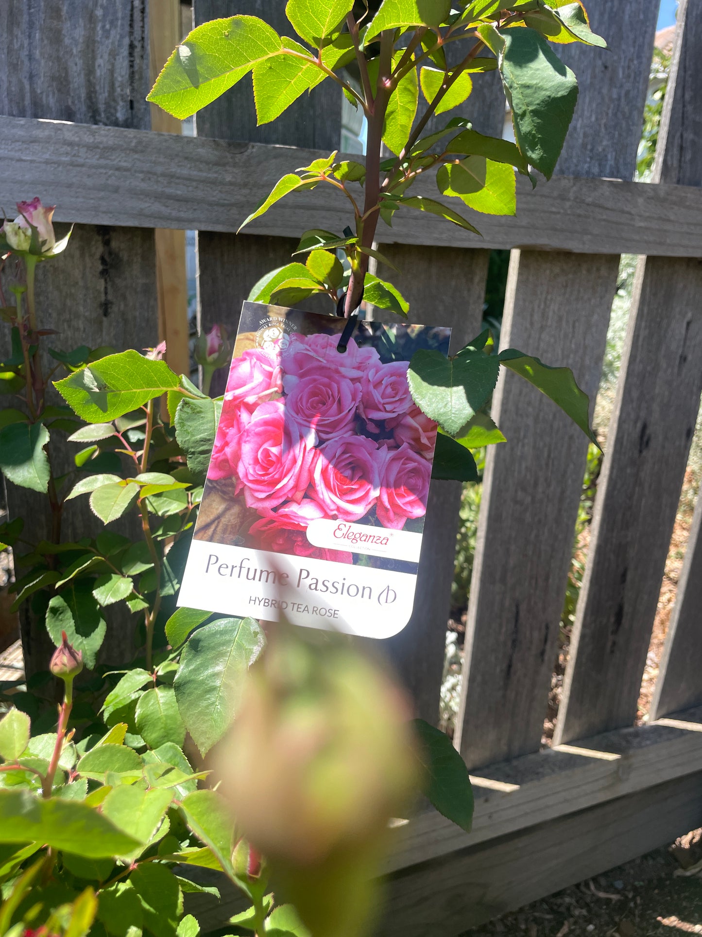 Rosa 'Perfume Passion'