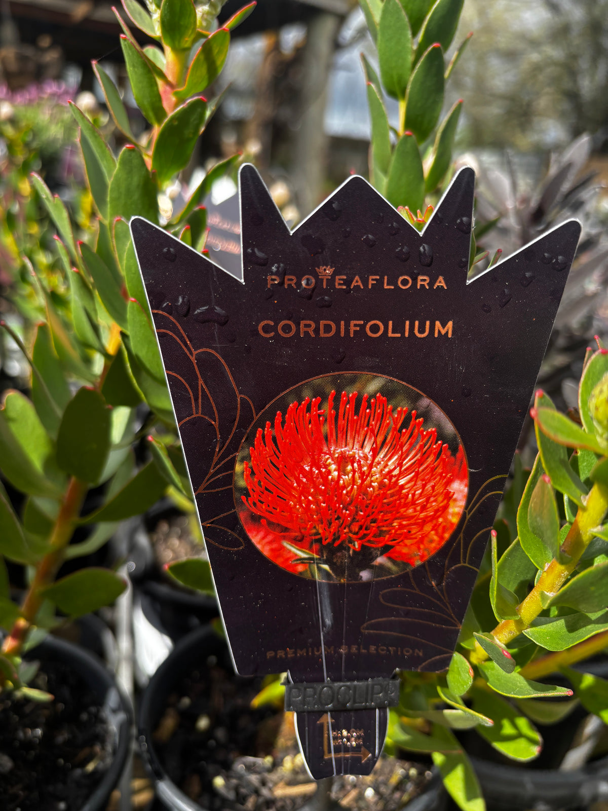 Leucospermum cordifolium - Pincushion Protea