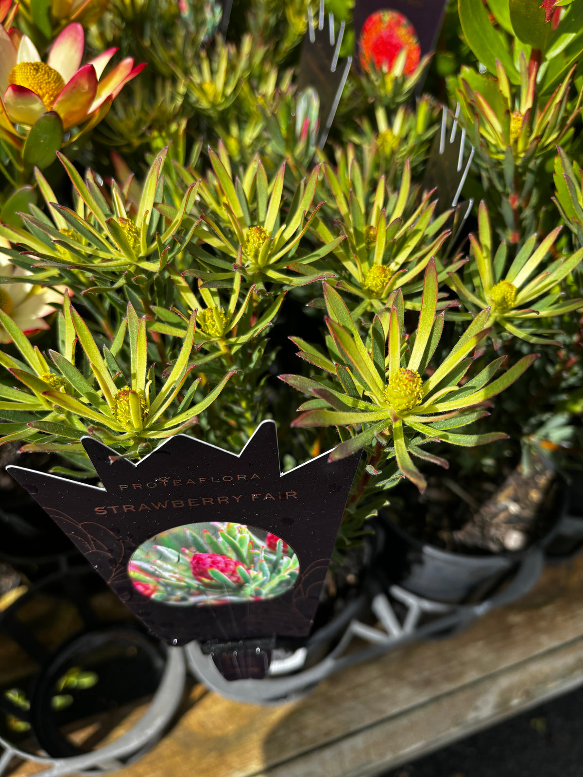 Leucadendron modestum 'Strawberry Fair'