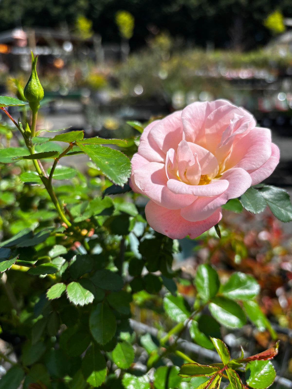 Rosa Parade® Apricot Pink - Compact Miniature Rose