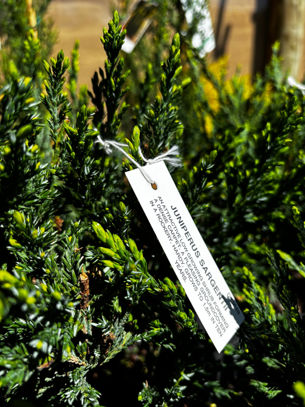 Juniperus sargentii - Sargent Juniper