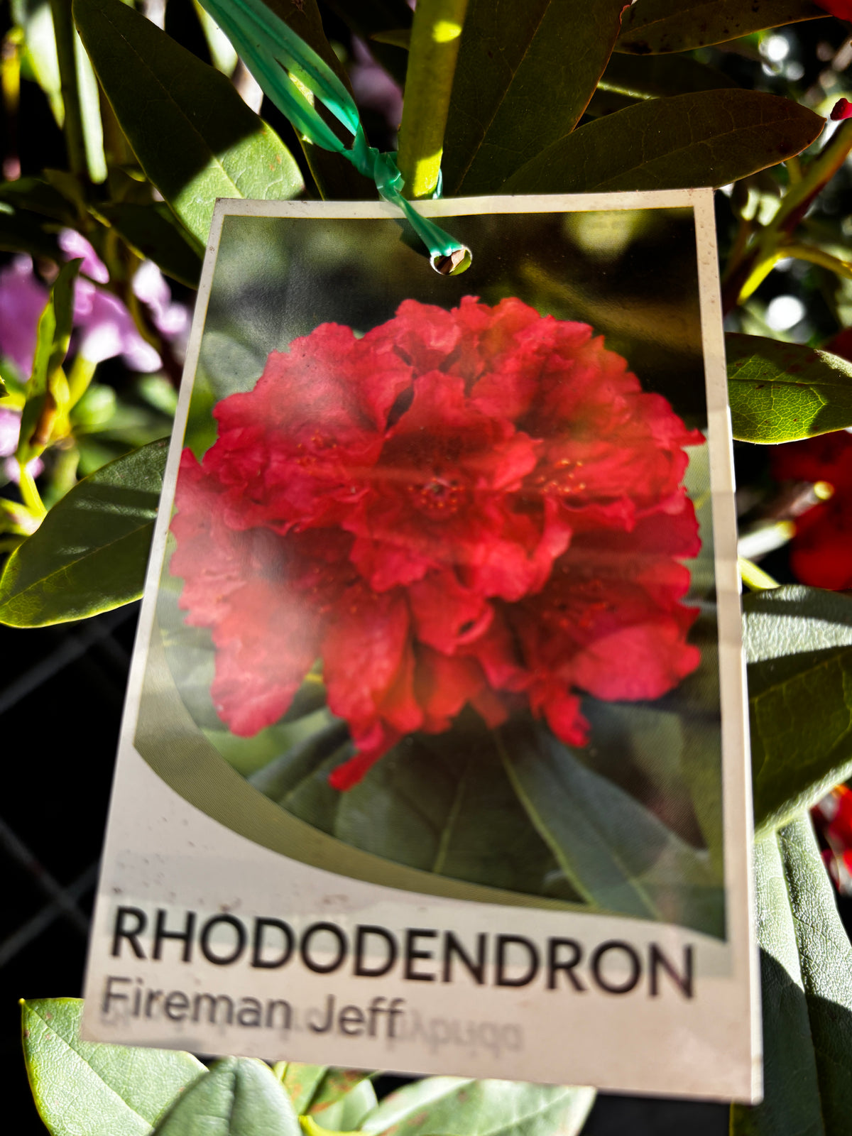 Rhododendron ‘Fireman Jeff’ – Red Flowering Evergreen Shrub