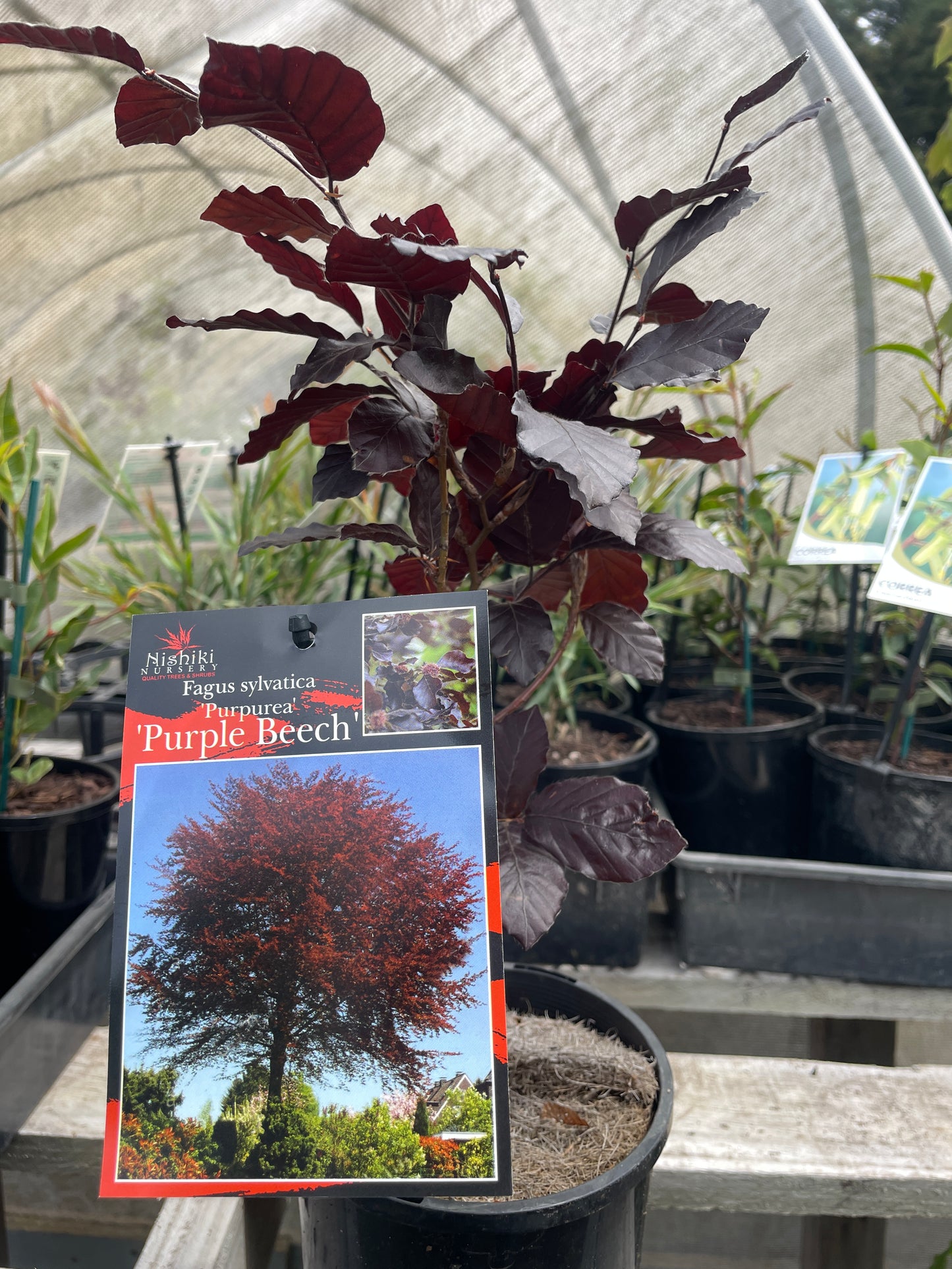 Fagus sylvatica purpurea