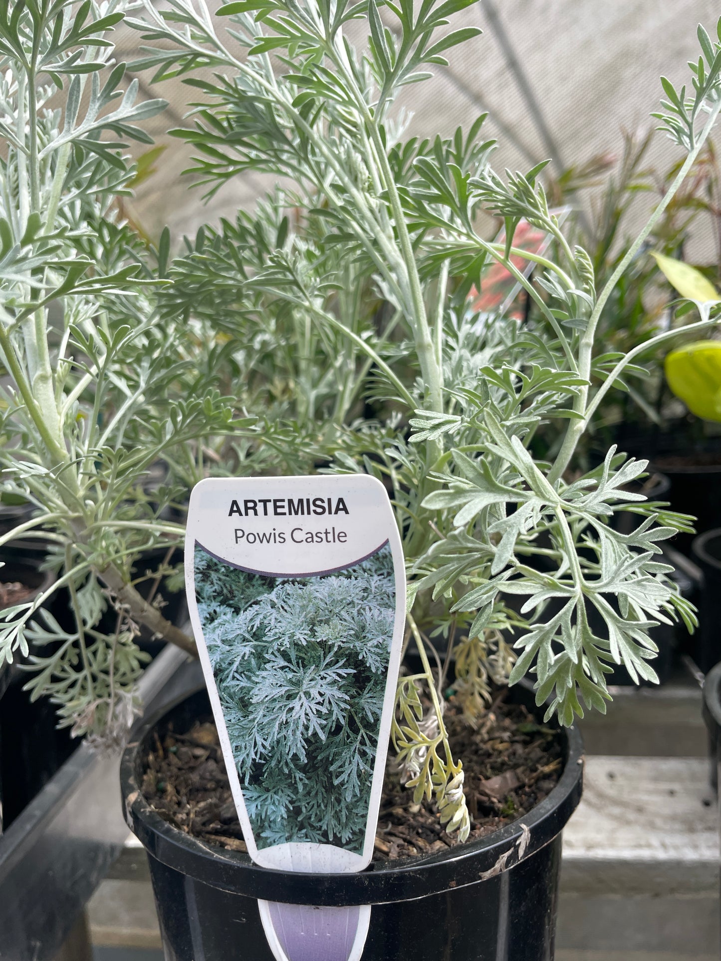 Artemisia 'Powis Castle'