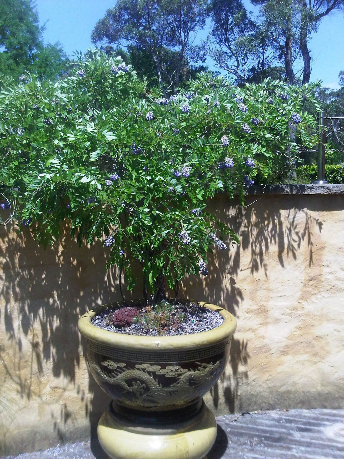 Wisteria frutescens 'Amethyst Falls'