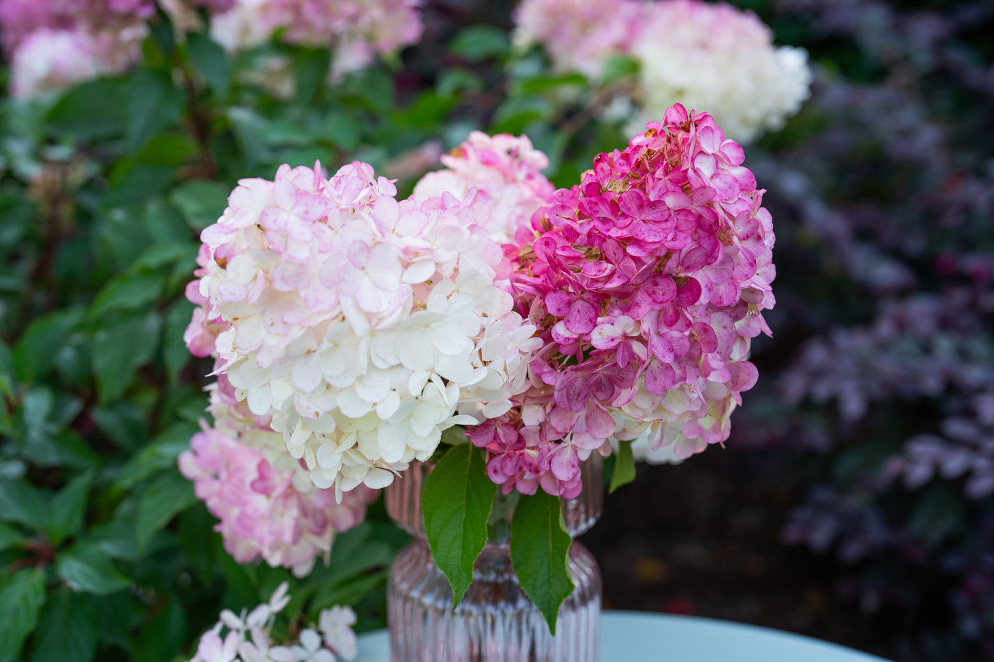 Hydrangea paniculata 'Sundae Fraise'