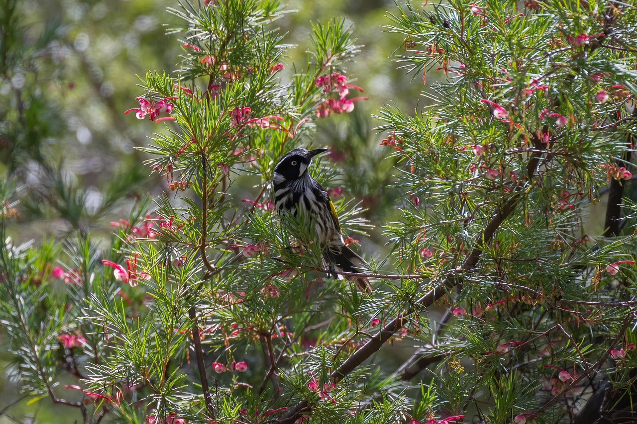 Bird Attracting