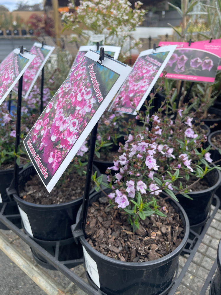 Winter Flowering Plants