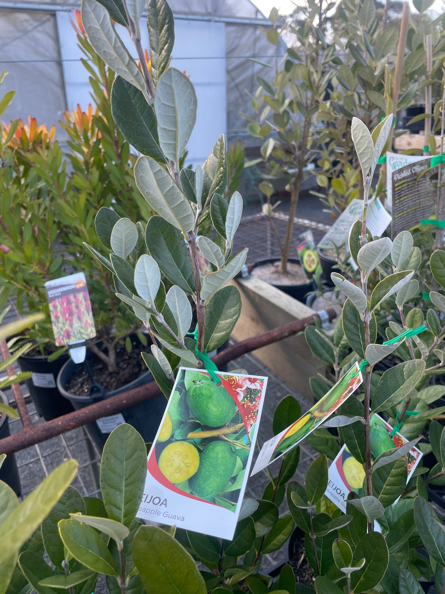 Edible Plants