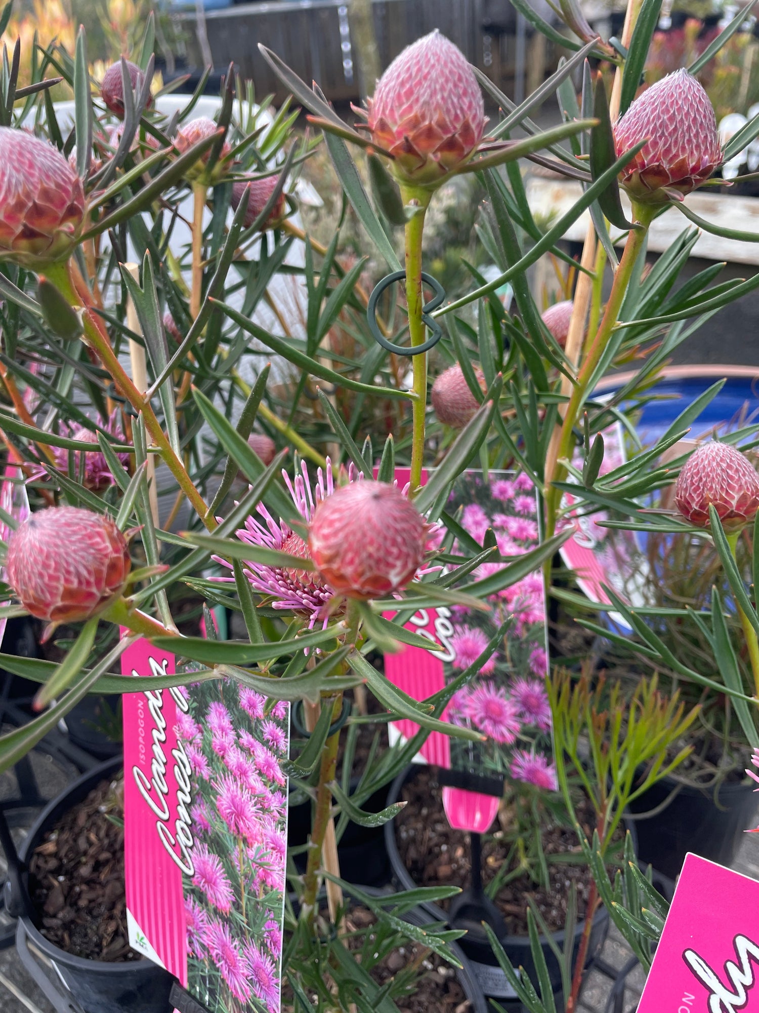 Protea Family