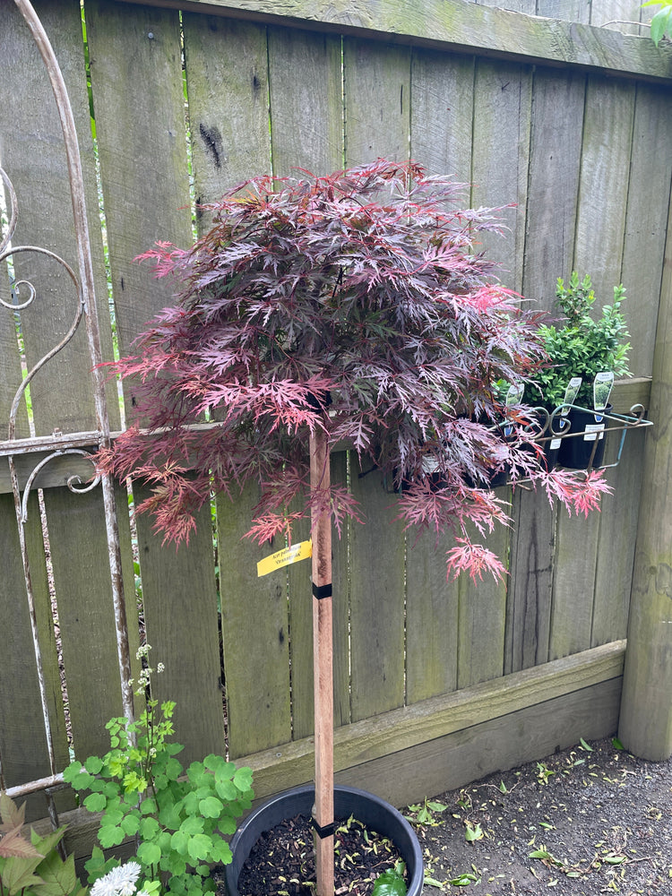 Trees and Statement Plants