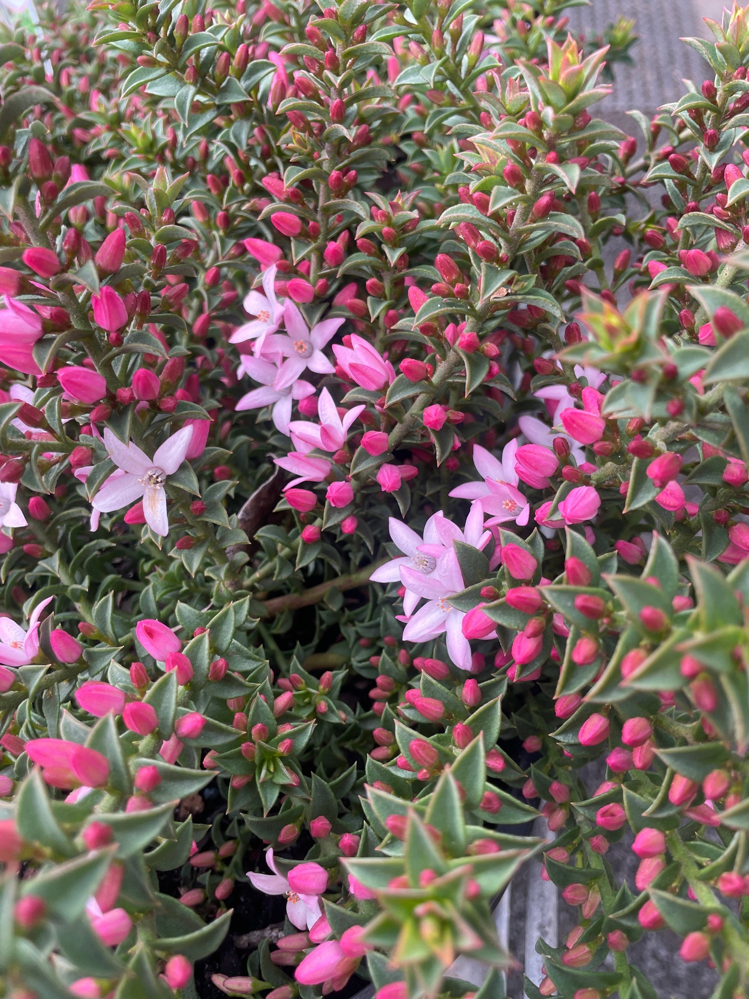 Australian Native Plants