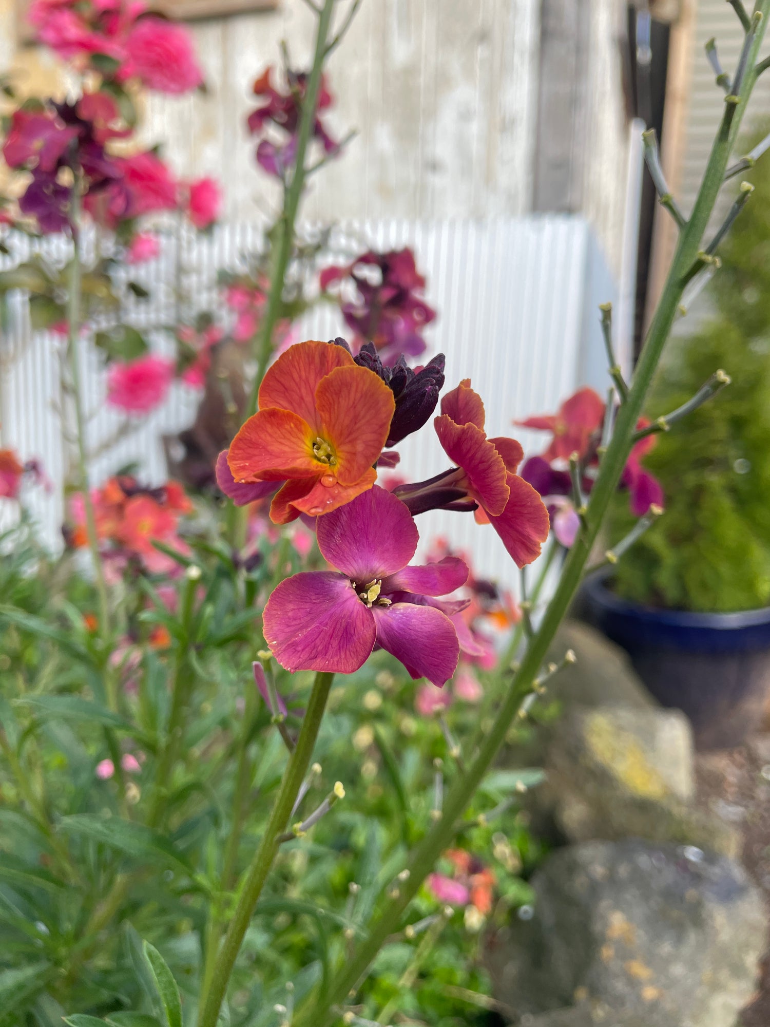 Perennial and Cottage Plants