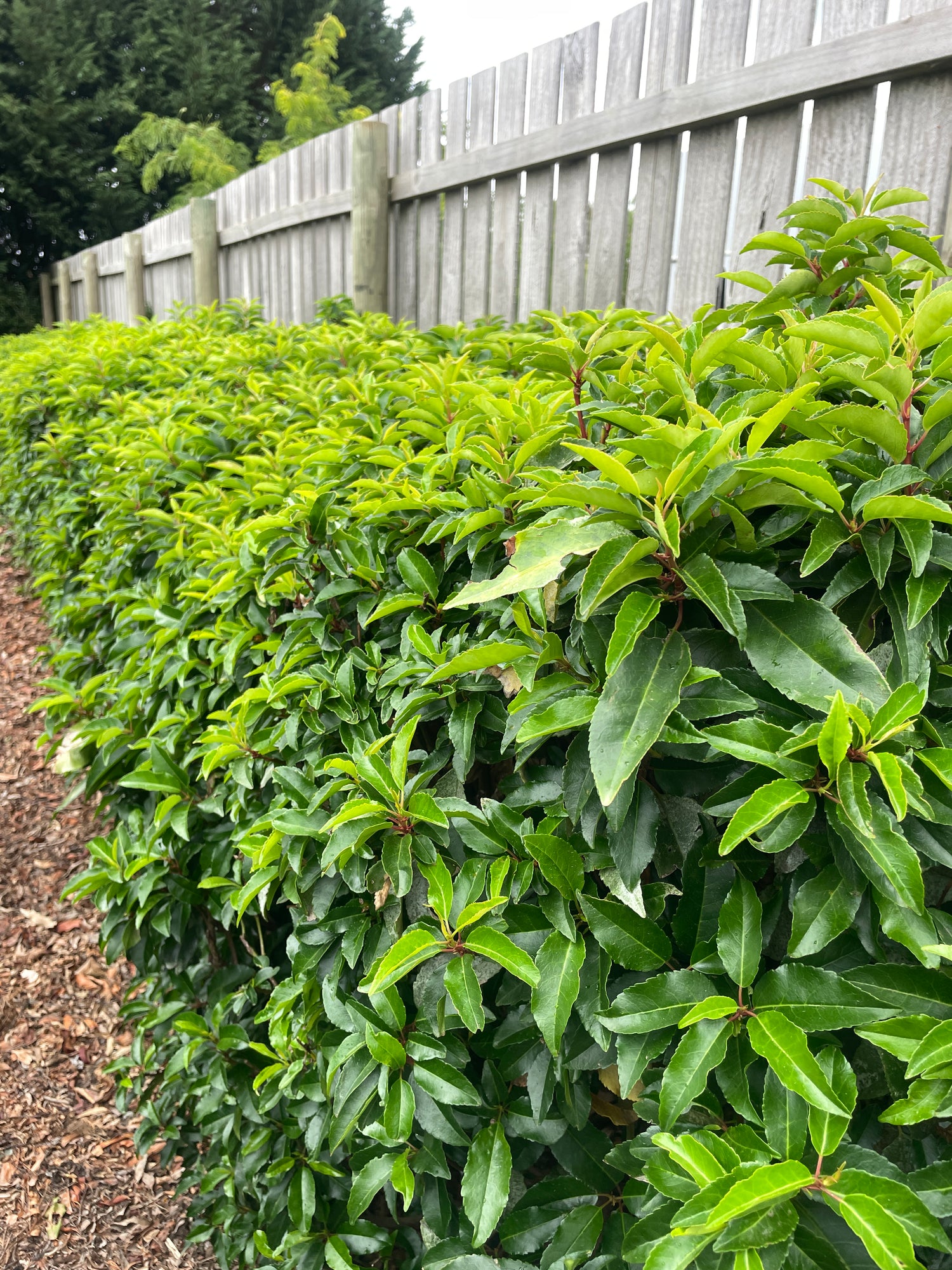 Hedging Plants
