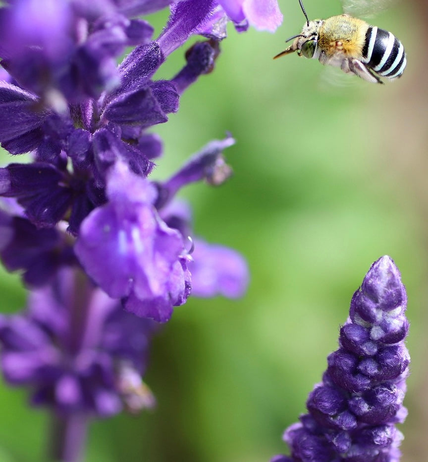 Beneficial Insect and Pollinator Friendly