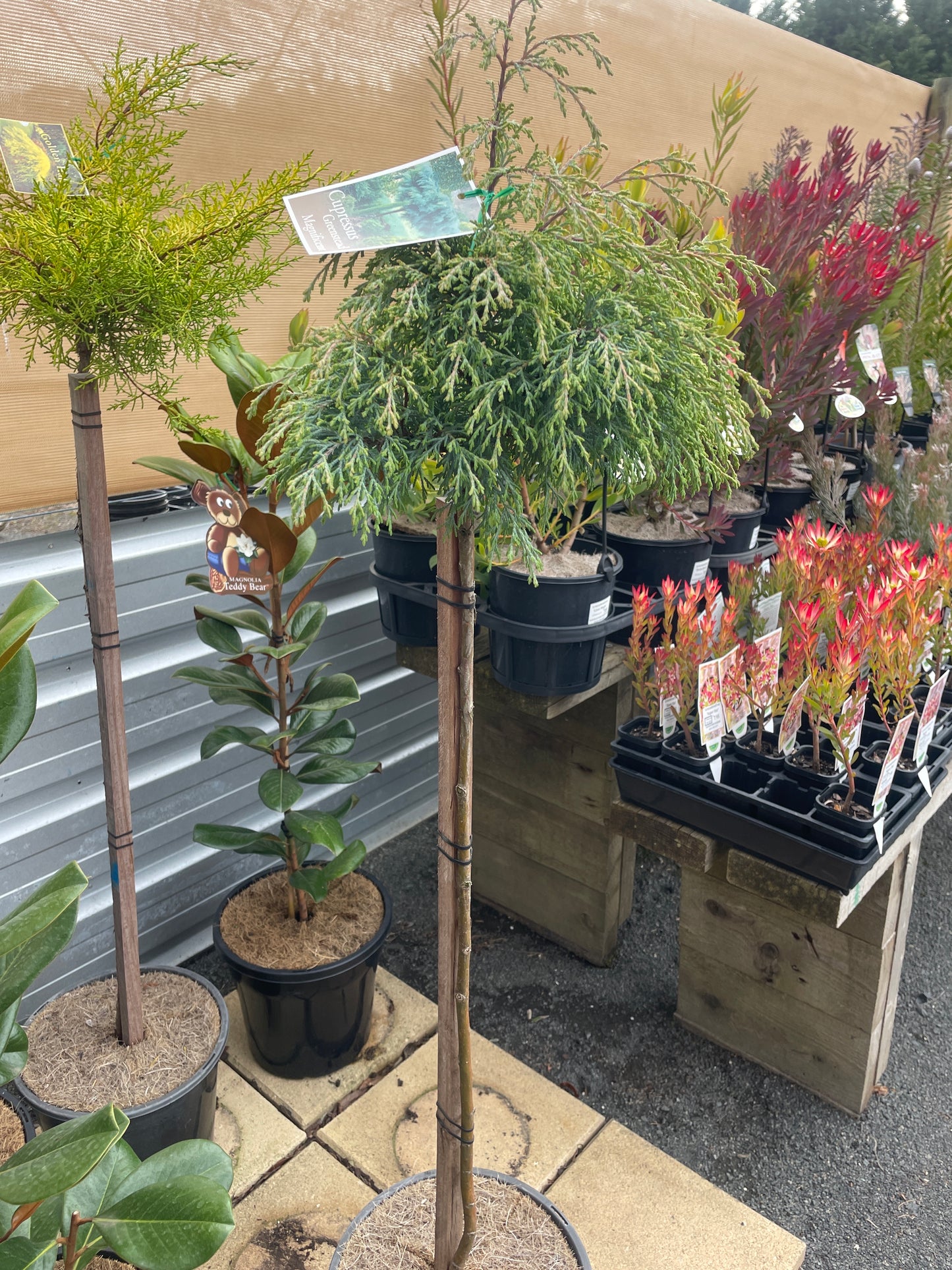 Cypress 'Greenstead Magnifica' Standard