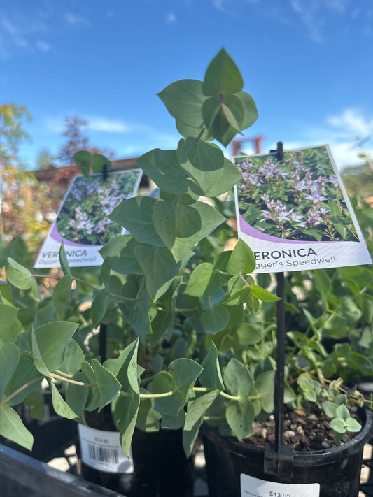 Veronica perfoliata - Digger's Speedwell