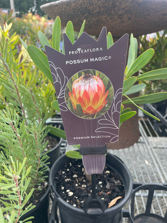 Protea 'Possum Magic'