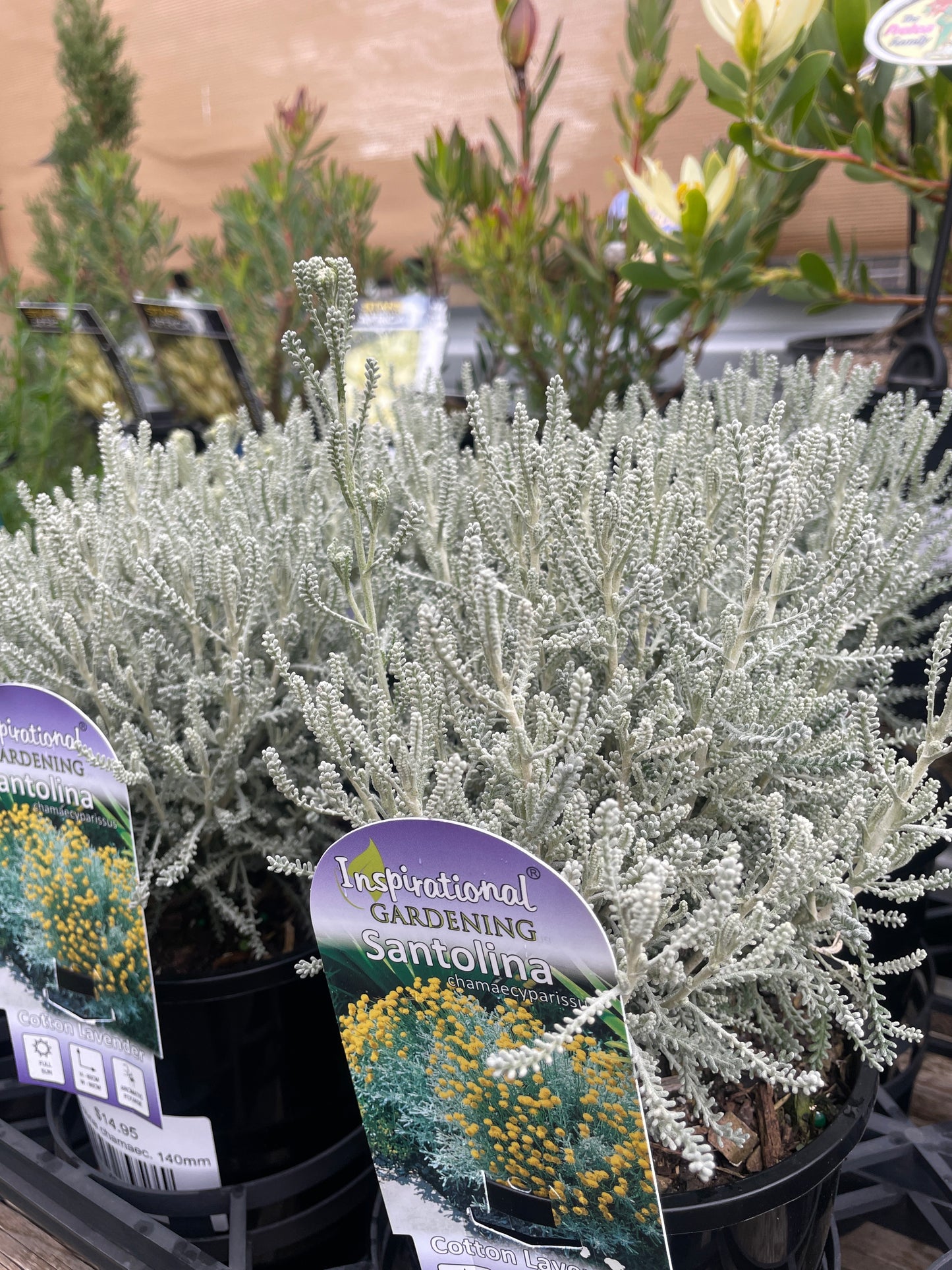 Santolina - Cotton Lavender 140mm