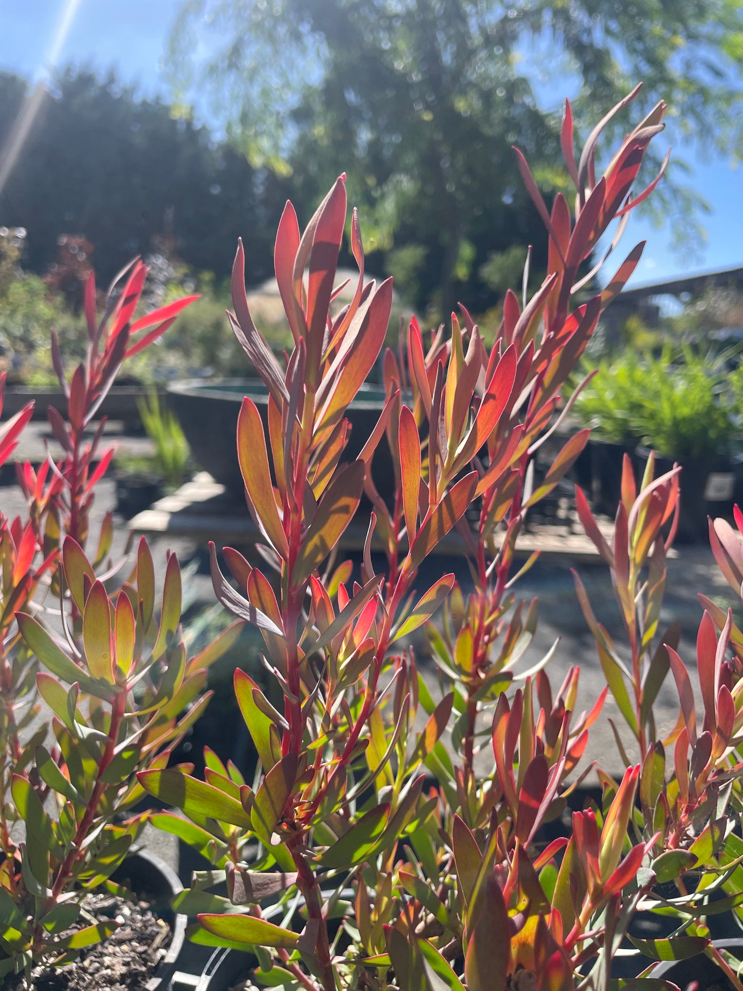 Leucadendron 'Misty Sunrise'