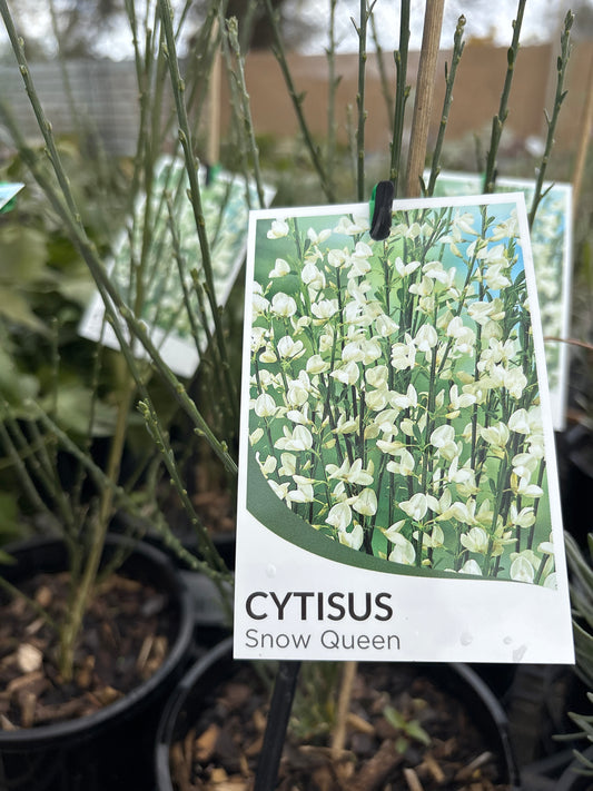 Cytisus scoparius 'Snow Queen'