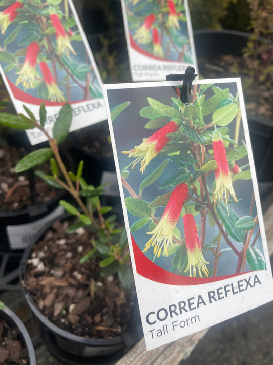 Correa reflexa - Common Correa