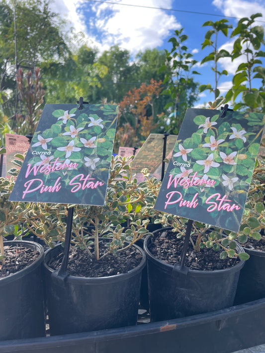Correa alba ssp. pannosa 'Western Pink Star'
