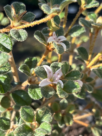 Correa alba ssp. pannosa 'Western Pink Star'