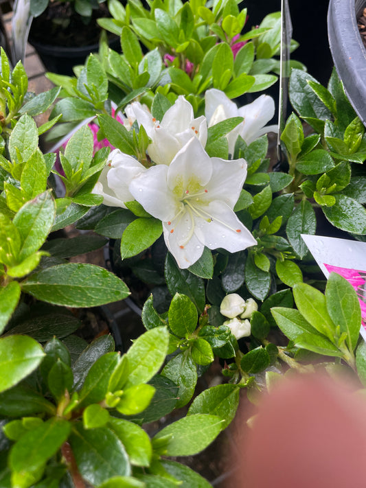 Azalea 'White Mrs. Kint'