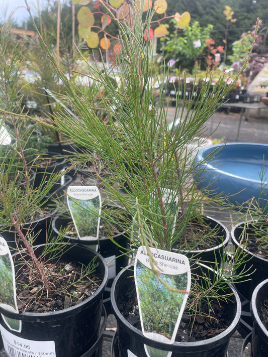 Allocasuarina littoralis
