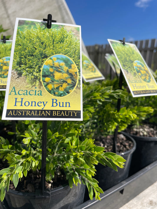 Acacia howittii 'Honeybun'