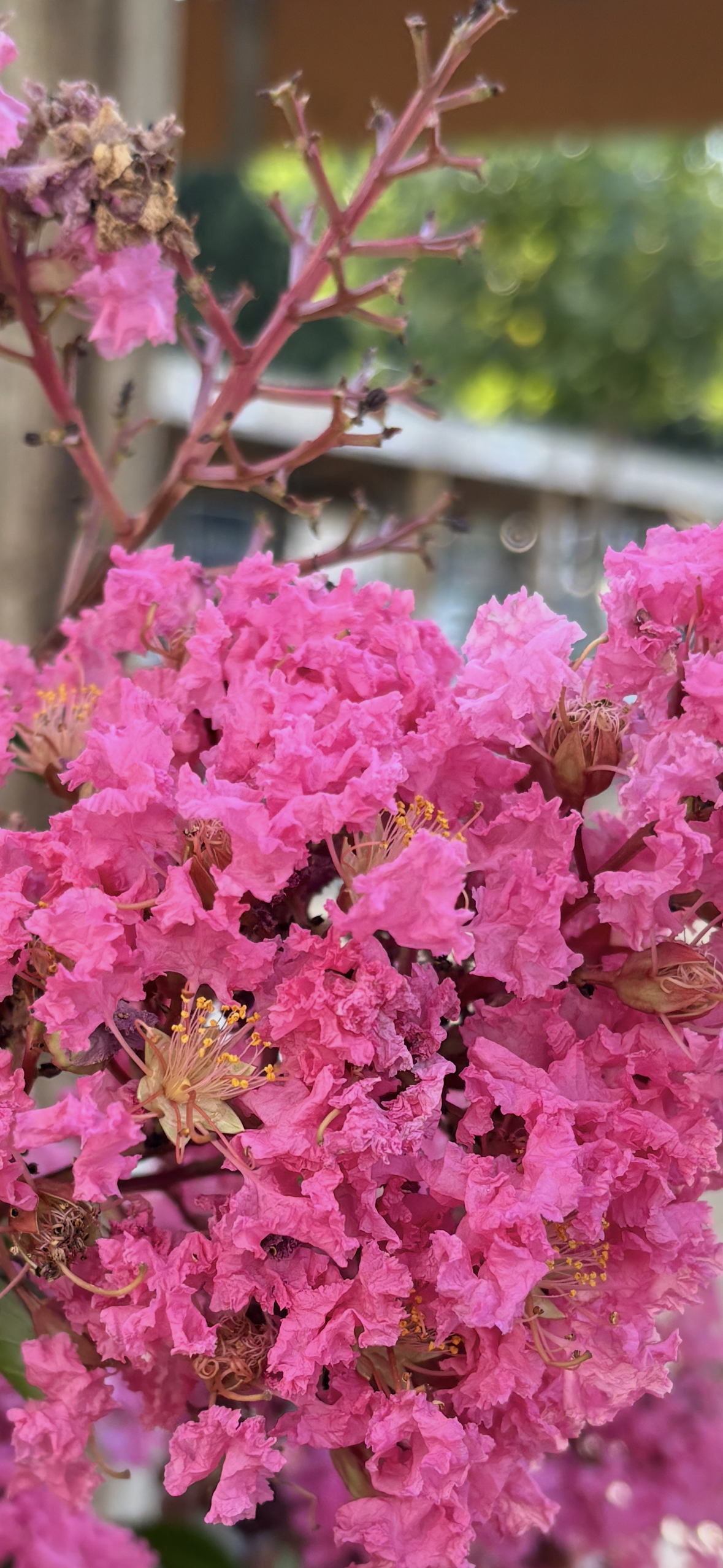 Lagerstroemia - Sioux - Pink Crepe Myrtle