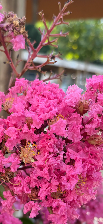 Lagerstroemia - Sioux - Pink Crepe Myrtle
