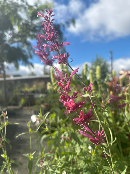 Agastache 'Sweet Lili'