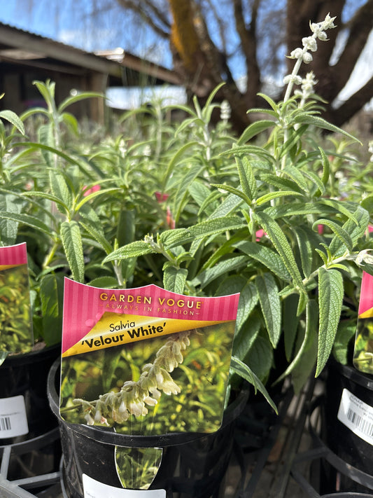 Salvia leucantha 'Velour White' - Mexican Bush Sage