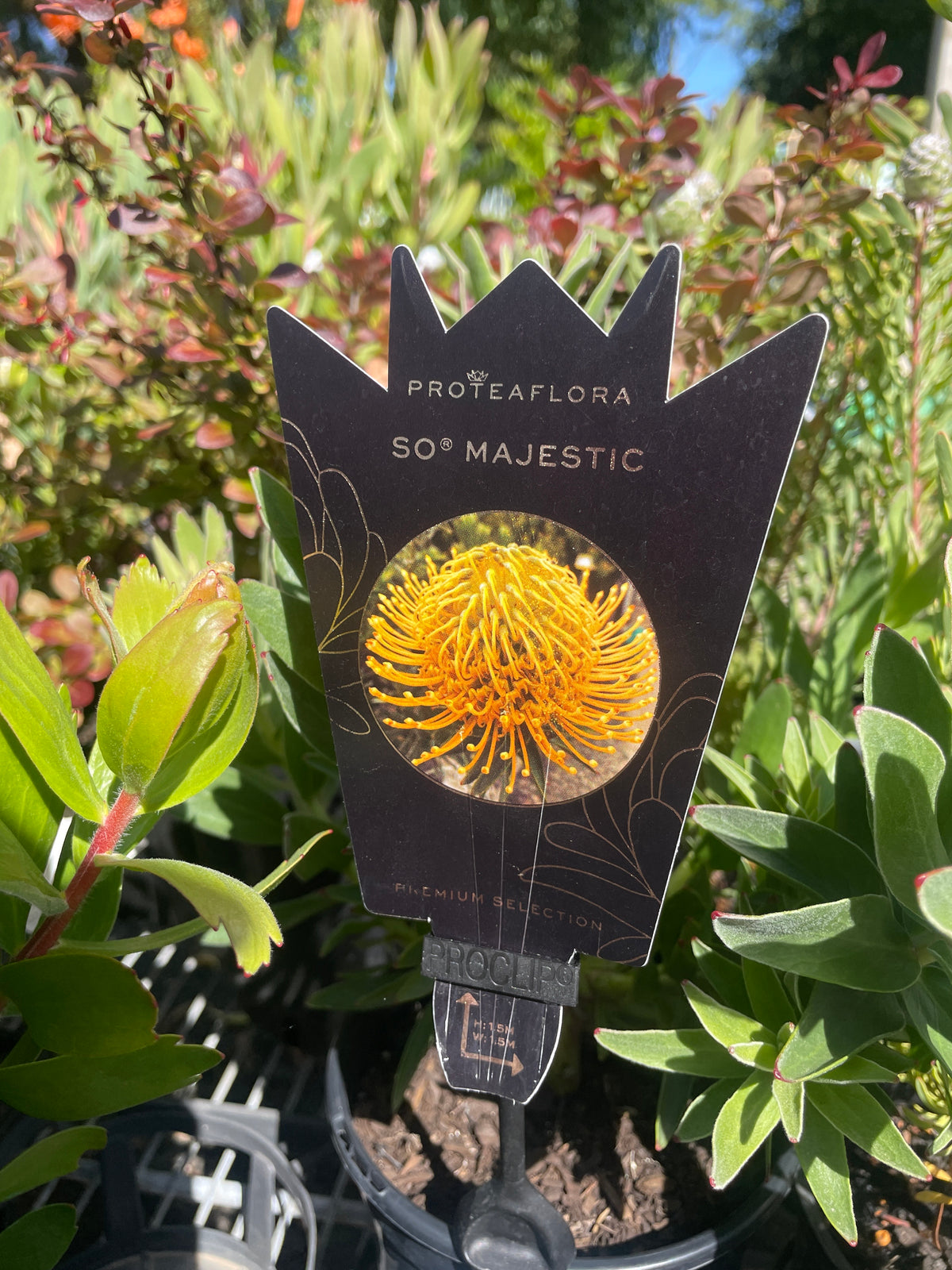 Leucospermum 'So Majestic'