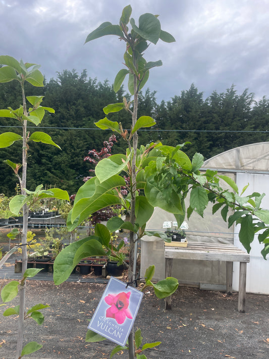 Magnolia × soulangeana 'Vulcan'