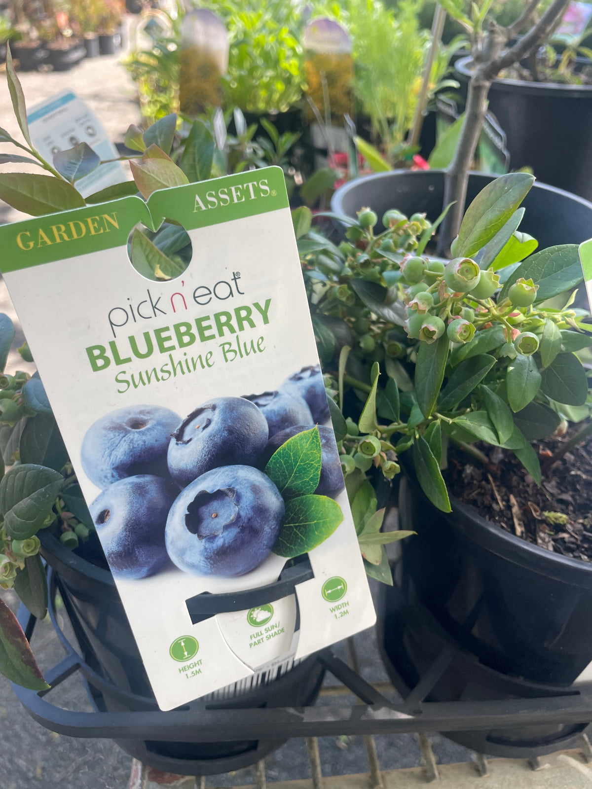 Vaccinium - Blueberry - Sunshine Blue