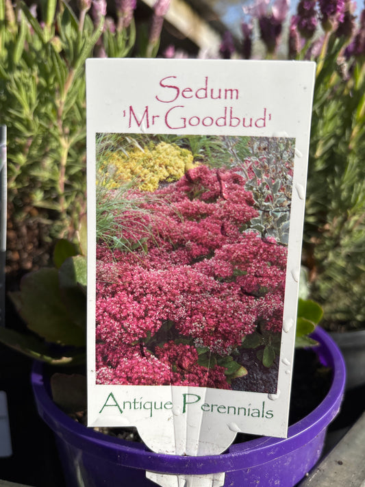 Sedum ‘Mr Goodbud’ | Mr Goodbud Stonecrop