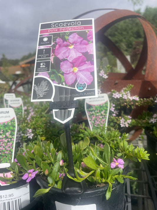 Scaevola striata 'Pink Perfection'