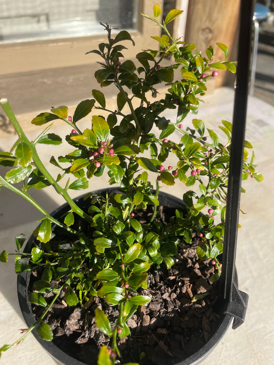 Citrus 'BXL' Finger Lime