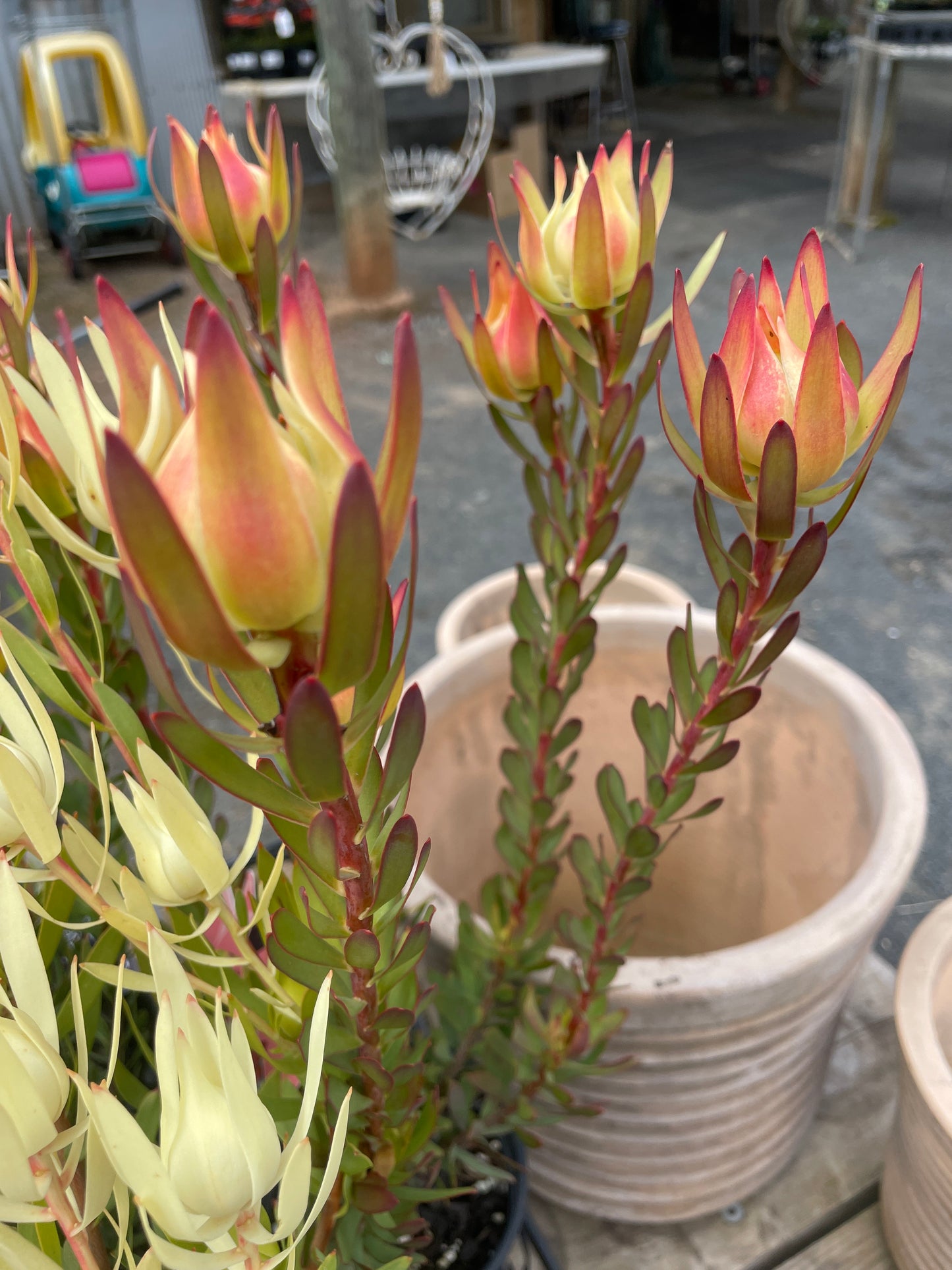 Leucadendron 'Amy'