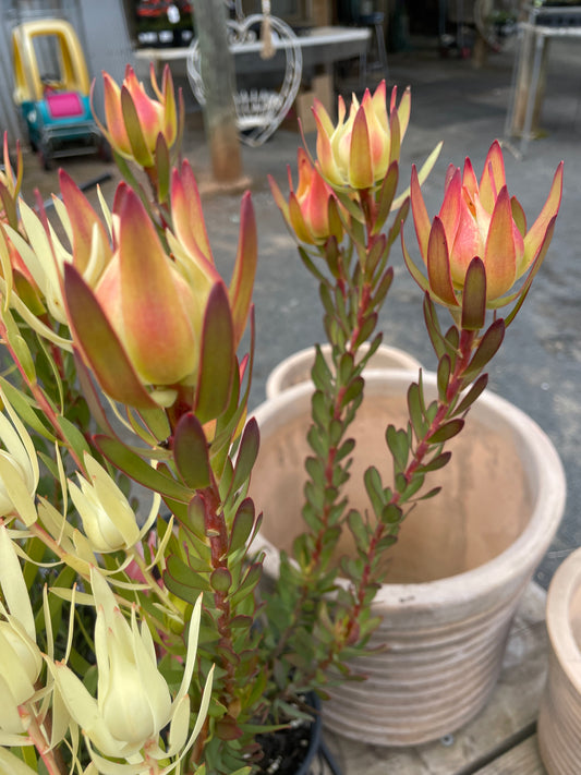 Leucadendron 'Amy'