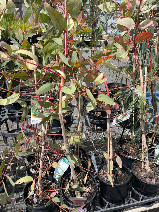 Eucalyptus leucoxylon subsp. megalocarpa - Large-fruited Yellow Gum