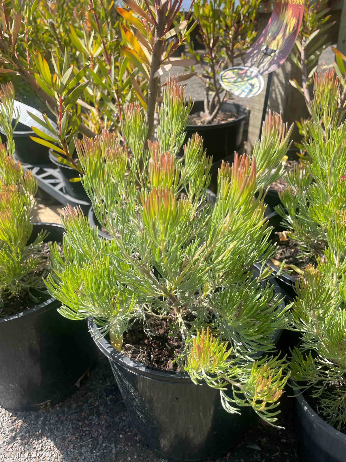 Adenanthos cunninghamii - Albany Woolly Bush