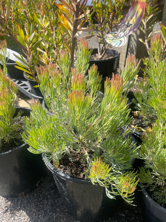 Adenanthos cunninghamii - Albany Woolly Bush