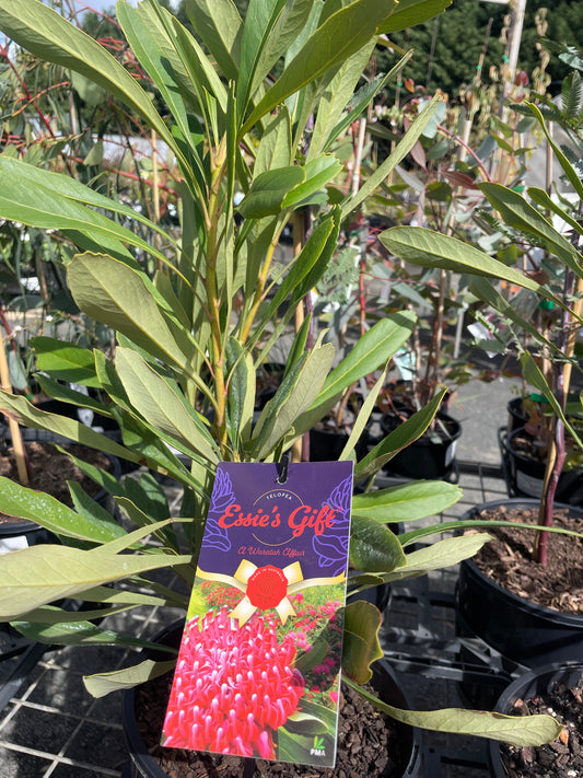 Telopea 'Essie's Gift' - Waratah